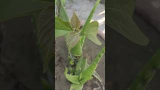 Aloe Vera Plant Apple Tree Grafting Method freegarden grafting [upl. by Hope]