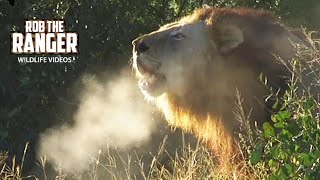 Excellent Wild Lion Roar  Steaming Breath [upl. by Belier799]