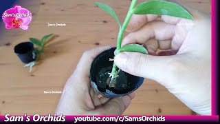 Remove and Potting Dendrobium Orchid Keikis [upl. by Nosnevets]