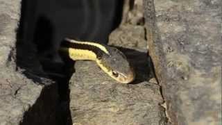 Garter Snake Eats Frog [upl. by Tolmann]