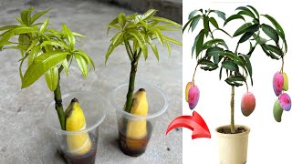 Good propagation method using banana and coca as stimulants to make mango trees germinate quickly [upl. by Anitsua210]