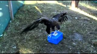 Wedgetailed Eagle plays with her toy  Leigh Valley Hawk and Owl Sanctuary [upl. by Nodnal]