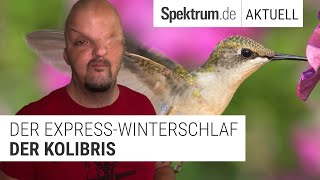 Kolibris leben  und schlafen  am Limit [upl. by Edualcnaej]