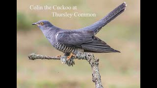 Colin the Cuckoo at Thursley Common [upl. by Nnalorac668]