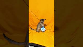 Wanessa Ruddy Abyssinian Female Kitten Available Now  Purebred Kitties [upl. by Ordnas]