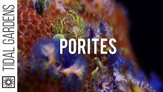 Porites quotJewelquot Coral and their Bisma Worms [upl. by Sanfo]