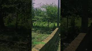 Housing plot sale near kannur district  pilathara  mandoor houseplot [upl. by Yrram]