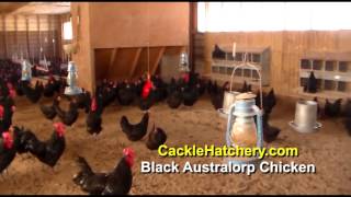 Black Australorp Chicken Breed Breeder Flock  Cackle Hatchery [upl. by Elrak669]