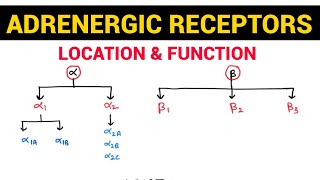 Autonomic Pharmacology  13  Adrenergic Receptors amp their Distribution  EOMS [upl. by Xylia]