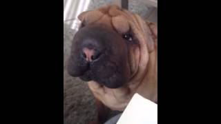 Shar Pei crying [upl. by Algernon642]