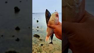 Found dead redfish and tongkolfish shorts viralvideo fish redfish [upl. by Loni]