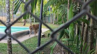 Tiger Park 🐅 Indochinese Tigers 🐯 44  Phuket  Thailand 🇹🇭 Jan 2024 [upl. by Yenahpets]