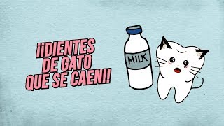 A tu gato se le caen los dientes ¡Y tú no lo sabes 🙀 [upl. by Koerlin212]