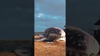 Why do whales and camels explode [upl. by Rojam]