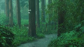 Listen to the rain on the forest path relax reduce anxiety and sleep deeply [upl. by Haduj368]