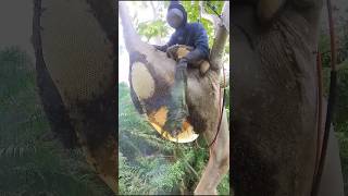 Techniques For Removing Bees From The Hive 😳 [upl. by Hogan371]