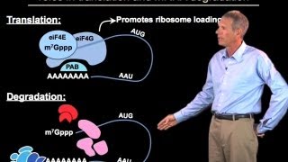 Regulation of mRNA degradation  Roy Parker BoulderHHMI [upl. by Kariotta882]