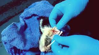 rescue kittens from parasitic worm scars due to infection [upl. by Eillen]