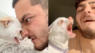 Angry Chihuahua Videos Compilation  Angry Moment of Funny Chihuahua Dog [upl. by Salinas713]