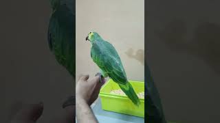 Beautiful Blue Fronted Amazon for Sale – 1 Year Old Tamed amp Talking [upl. by Ronen]