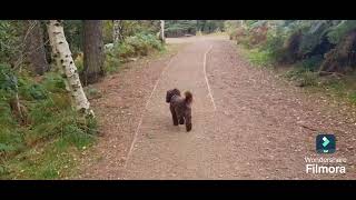 Alderley Edge country park forest Wizard wonder hunt trail excalibur [upl. by Jennilee388]