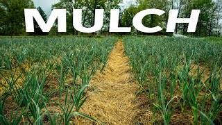 How to Use Every Mulch The Ultimate Growers Guide [upl. by Luthanen126]