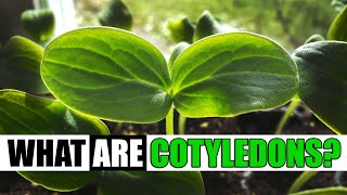 What Are Cotyledons  Garden Quickie Episode 127 [upl. by Lynus926]