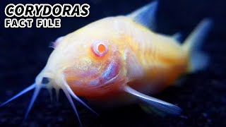 Corydoras Facts the CORY CATFISH facts  Animal Fact Files [upl. by Edalb]