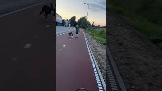 New Cycle Path in sHertogenbosch NL [upl. by Initsed]