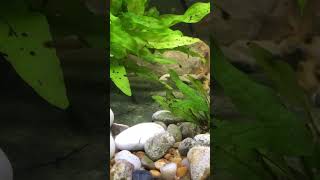 Panda corydoras catfish [upl. by Lachance]