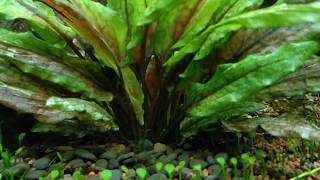 Cryptocoryne wendtii Green Gecko [upl. by Ahsekal395]