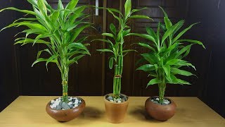 Easiest Way to Grow Lucky Bamboo  How to Propagate Lucky Bamboo [upl. by Frodeen]