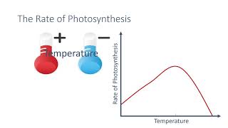 Rate of Photosynthesis [upl. by Mccall]