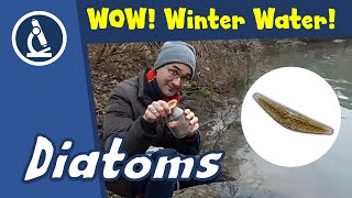 🔬 124  Where to find beautiful DIATOMS moving in winter [upl. by Andrey]