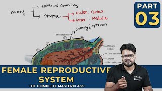 Mastering FEMALE REPRODUCTIVE SYSTEM  Human Reproduction  CLASS 03 [upl. by Nyahs344]