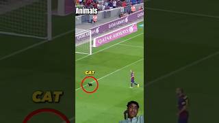 Animals in football ground 😨😂 [upl. by Sadnak]