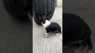 Does a Tractor Really Run Over Your Dog  🤔 Sonsi family shorts [upl. by Eeluj]