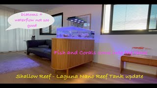 Shallow Nano Reef Tank  Corals and Fish  Laguna Reef [upl. by Retxed]