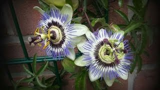 Passionsblume Passiflora vermehren [upl. by Schmitz]