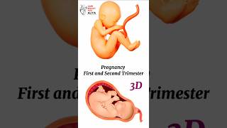 Pregnancy  First and Second Trimester  animation 3d short  BiologywithAliya [upl. by Vona]