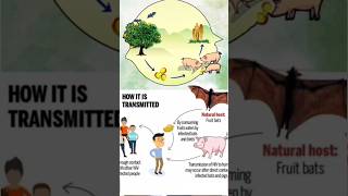 nipahvirus nipah kerala india virus medical karnataka keralanews homoeoken [upl. by Bobker]