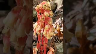 Monotropa hypopitys  Dutchmans pipe  Pinesap  Monotropaceae fungus nature [upl. by Everett]