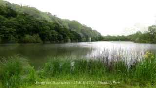 Cormoran Grèbe Huppé  28 Mai 2014  Etang des Roussières [upl. by Lrae750]