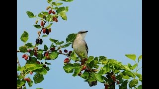 Various Sounds of a Northern Mockingbird [upl. by Kinna864]