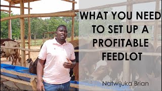 WHAT YOU NEED TO SET UP A PROFITABLE FEEDLOT ll Natwijuka Brian 256789491350 [upl. by Yclek]