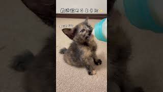 子猫のミルク時間。生後１ヶ月サビ猫ちゃん  Kitten milk time Tortie cat shorts [upl. by Arehsat]