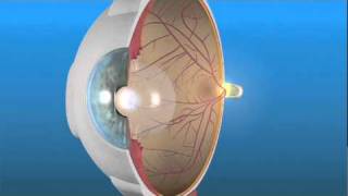 How the Eye Works and the Retina [upl. by Fording]