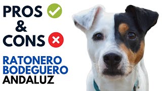 Ratonero Bodeguero Andaluz Dog Pros and Cons Ratonero Bodeguero Andaluz Advantages and Disadvantages [upl. by Ettevahs]