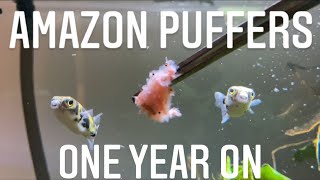 Amazon Puffer Care Guide  Glass Surfing Keep BeakTeeth Trimmed And Tank Mates Colomesus Asellus [upl. by Eerak120]