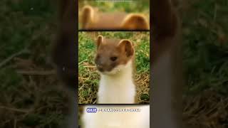 animalsfacts l The stoat  a fearless acrobat and rabbit hunter  Intresting fact about stoat l [upl. by Giverin]